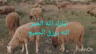 #اللهم زيد وبارك كبش العيد بلدي#