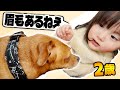 犬の顔をマジマジと見つめて構造を確認する2歳しずく