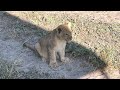 More lion cub w mom