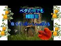 ベタに最適なフィルターはどれ【ベタの何でも相談室】20200429