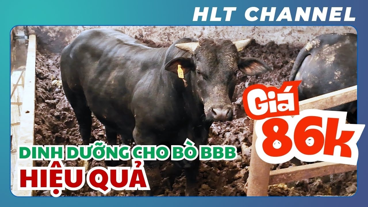 Chia Sẻ Chế Độ Dinh Dưỡng Hiệu Quả Cho Bò BBB
