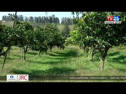 პრობლემები და გამოწვევები აზიური ფაროსანას წინააღმდეგ ბრძოლის პროცესში აჭარაში