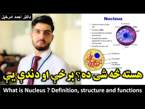 هسته څه شی ده؟ برخې او دندې یې. ډاکټر احمد امرخیل What is Nucleus ? Definition structure functions