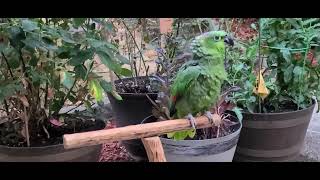 My Mealy Amazon parrot Baby  is enjoying the outdoor