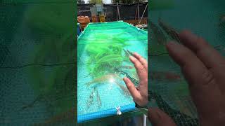 まだまだ産まない錦鯉