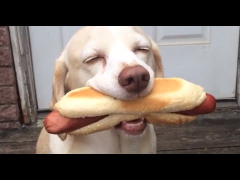 funny-dog-video:-you-can-laugh-all-the-times