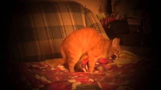 ШОК!Что делает этот КОТ ?! ШОК!Что делает этот КОТ ?!