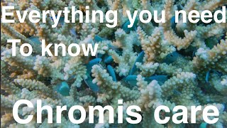 What they don’t tell you about chromis…