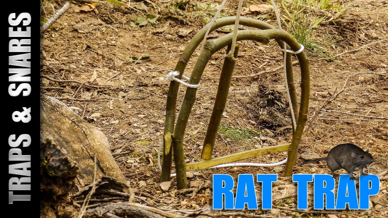 How to Build a “Stairway to Heaven” Rat Trap in 15 Minutes