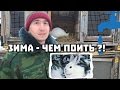 Чем и как выпаивать кроликов