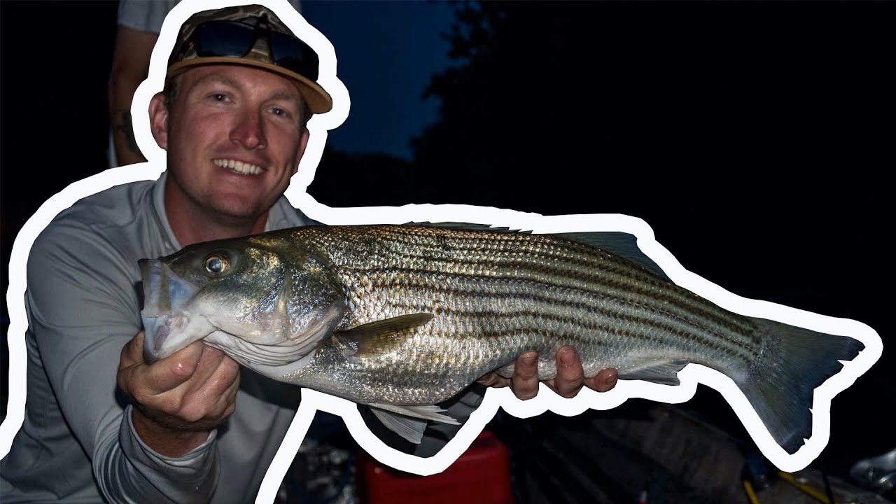 How to Catch Striped Bass / Striper ( Striper Fishing Weldon North