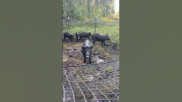 YIKES!! Trapping wild hogs almost goes bad! 🐷. . #wildboar #pigs #wildhogs pig brig trap