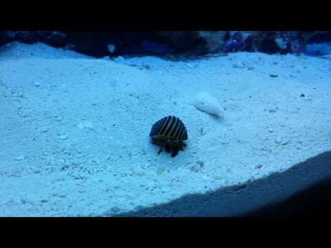 My first 26gallon Saltwater Tank