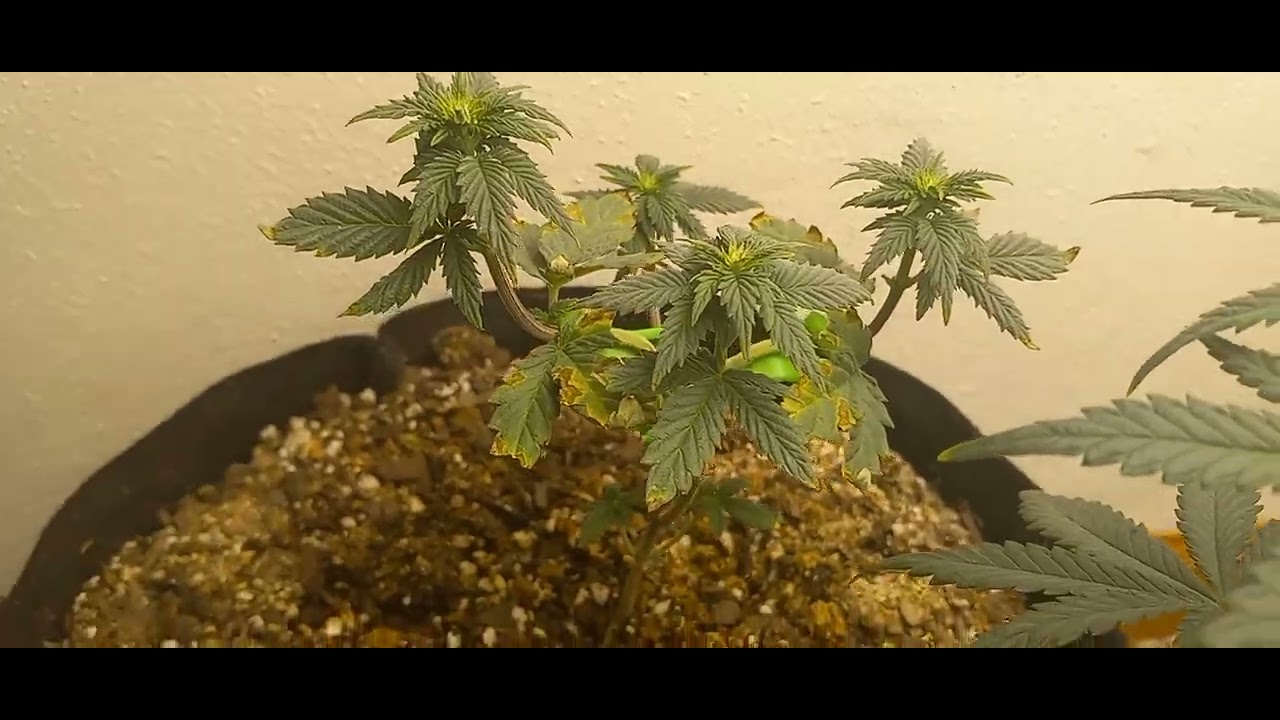 That 4 ass monkey broke out and stole the girl scout 🍪 .