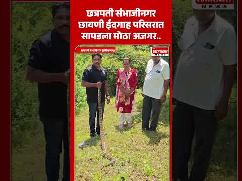 छत्रपति संभाजीनगर छावणी ईदगाह परिसरात सापडला मोठा अजगर..! #marathinews #sambhajinagar