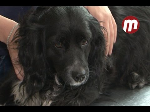 Собака на убой