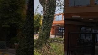 Download Lagu Why are trees like this? #tiktok #travel #beautifulhk #trees #tree #strange #phenomenon #hk #facts MP3 Download Lagu Why are trees like this? #tiktok #travel #beautifulhk #trees #tree #strange #phenomenon #hk #facts MP3