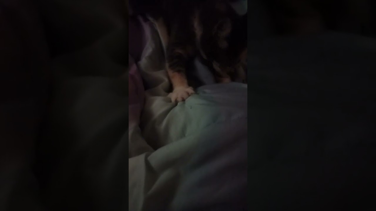 kitty