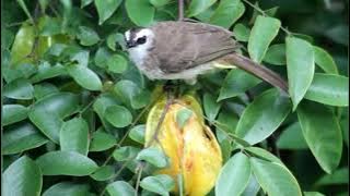 burung trucukan di alam liar