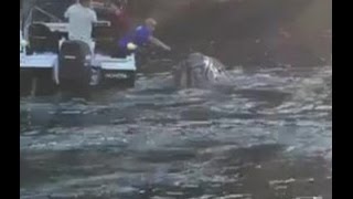 Moment that desperate whale approached boat full of fishermen for help after getting a plastic...