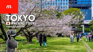 Discover Tokyo's Beauty: Hamarikyu Garden Hanami Walk