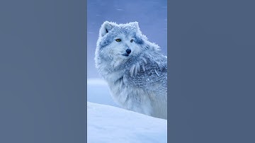 Snow Owl-Wolf Hybrid CGI - Ultra-Realistic 8K Short Film (Unreal Engine 5)