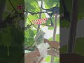 What should I do if the grapes planted by the neighbor downstairs grow on my balcony? Since the vine