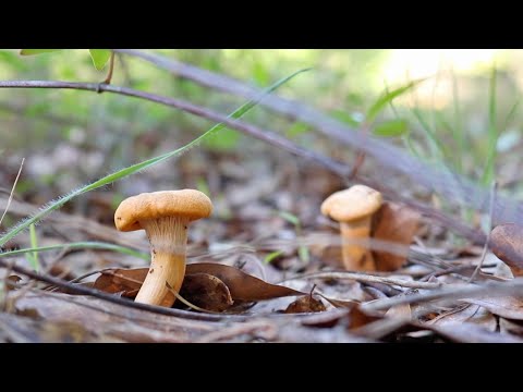 Foraging and Cooking Delicious Alabama Edible Wild Mushrooms
