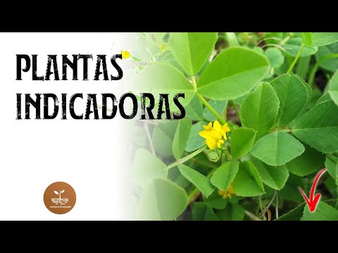 Vídeo: O que uma espécie indicadora indica?