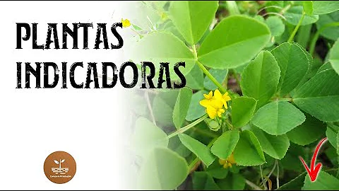 Como as plantas extraem substâncias do solo?