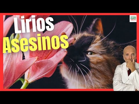 Video: Cuán tóxico es el lirio de la paz: aprenda sobre la toxicidad del lirio de la paz en los perros