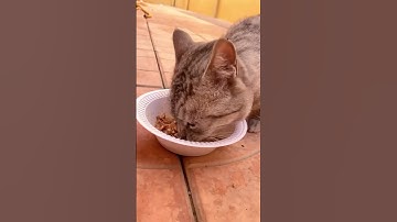 #automobile #velocidrone #quadcopter #rccar #drone #uav #dji #fpv #fpvdrone #microdrone #cristianorl