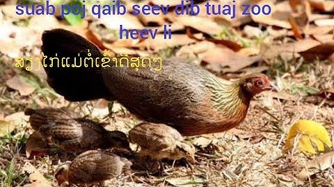 suab poj qaib seev zoo dib tuaj zoo heev li twb sim dib tau coob tu lawm nawb