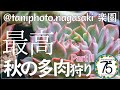 【多肉植物】taniphotoさんで秋の多肉狩り！こんなに綺麗な苗をたくさん狩ってきました！近くの人行ってみて！