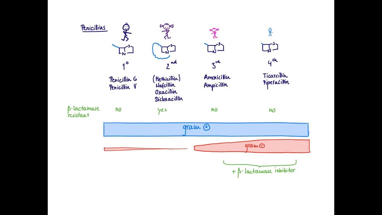 Brandl's Basics: Beta-lactam antibiotics - The Penicillins