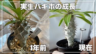 【実生】育成ライト使わなくても1年でそれなりに成長します｜パキポディウム｜塊根植物