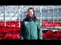 PETITTI Poinsettias | How to Grow & Care for Poinsettias Year-round
