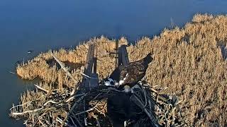 2023-04-01 Morning stick antics | Boulder County Osprey Cam