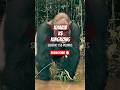 KHABIB VS KINGKONG 155 POUNDS #shorts #shortvideo #viralvideo