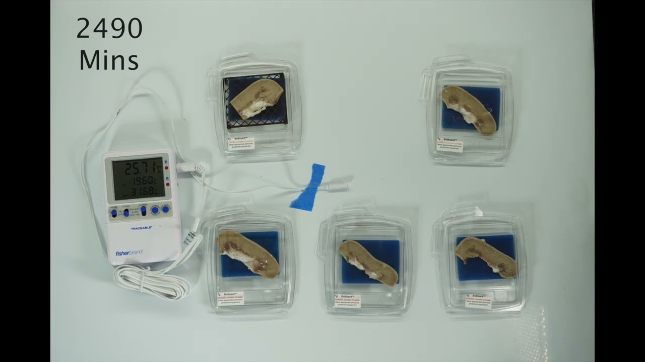 Sponge fixation of porcine kidney tissue 10 NBF YouTube