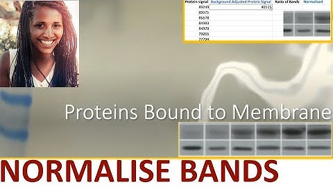 📊 WESTERN BLOT NORMALISATION USING HOUSE-KEEPING GENE or TOTAL PROTEIN STAIN