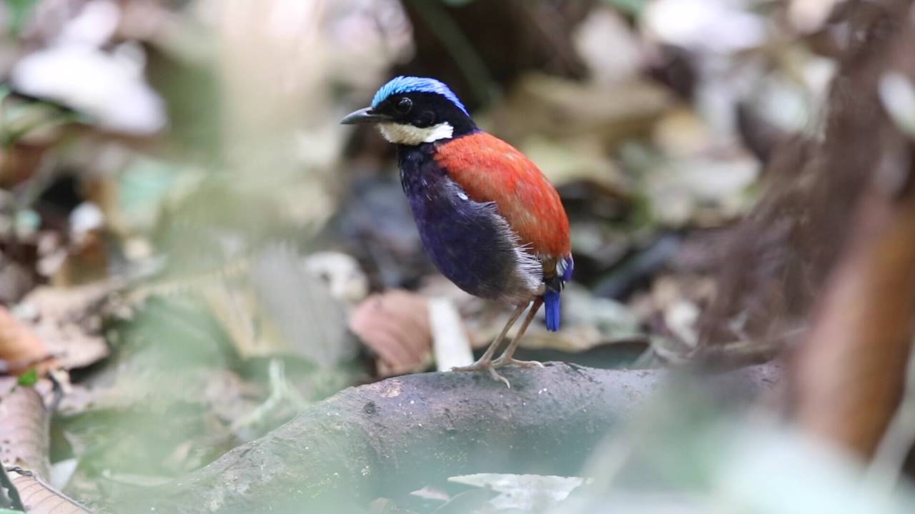 Blue-headed Pitta, 藍頭八色鶇 