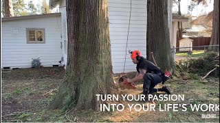 Large Cedar tree removal job. Almost done