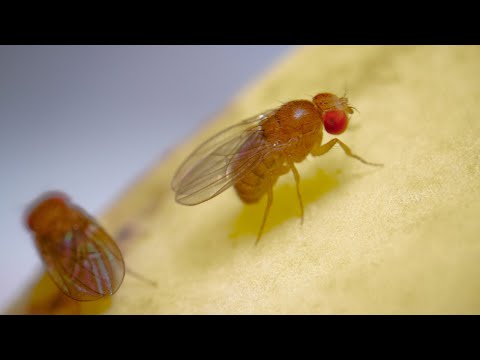 Complete Life Cycle of the Fruit Fly