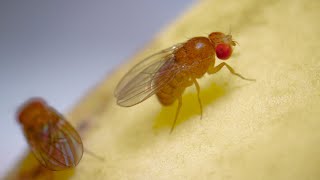 Fruit Flies  Oklahoma State University