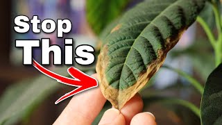 How To Stop Browning Leaves On Your Avocado Tree