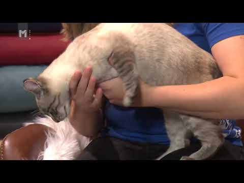 Video: 4 Skupna Domača Zdravila Za Vašo Mačko