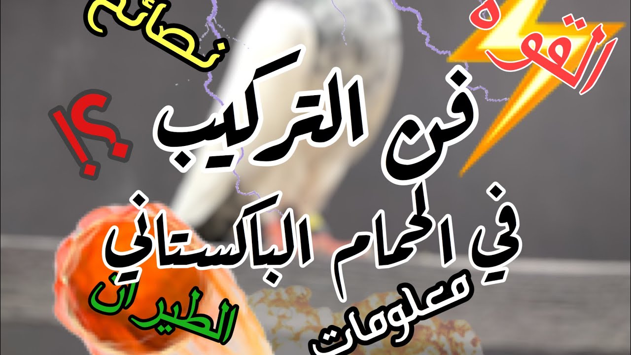 فن التركيب و الحصول على طيور قوية 💥🔥✨