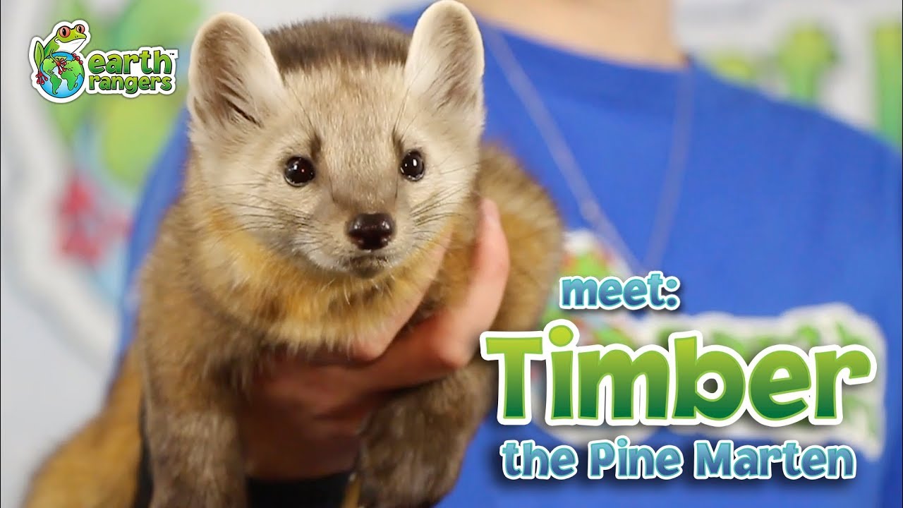 Meet Animal Ambassador Timber The Pine Marten, Warning: Cuteness Overload!