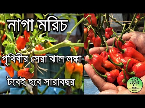 ভিডিও: ভুত মরিচ দিয়ে কি করব?